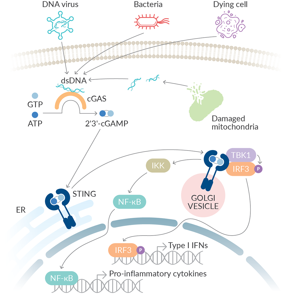 Targeting cGAS Activity in the STING Pathway | News